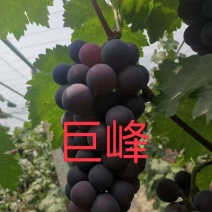 出售巨峰葡萄苗量大价优免费指导欢迎老板联系