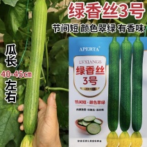 绿香丝3号丝瓜种子杂交早熟翠绿长香丝瓜种籽产量高鲜花丝瓜