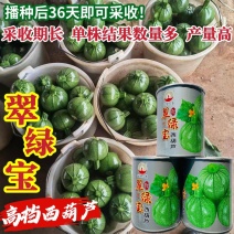 翠绿宝西葫芦种子高档无蔓圆形西葫芦种籽产量高瓜色油亮元宝
