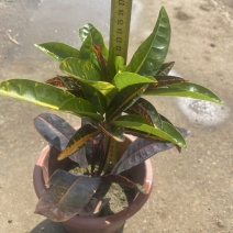海南沙金变叶木