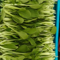 鸡毛菜