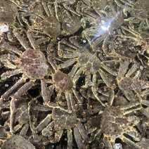 活的帝王蟹，红蟹。残的，掉一个腿，135一斤。