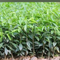 沉香树苗，沉香小布袋底苗成活率高货源充足保质基地批发。