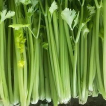 衡水饶阳冷棚精品芹菜，无空心，颜色黄亮杆！