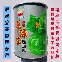 翠绿宝西葫芦种子高档无蔓圆形西葫芦种籽产量高瓜色油亮元宝