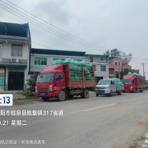 黄储大量供应优质玉米秸杆
