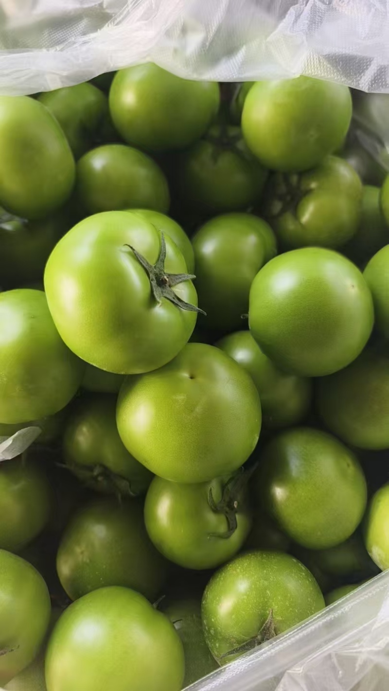 青番茄,绿柿子,绿宝石