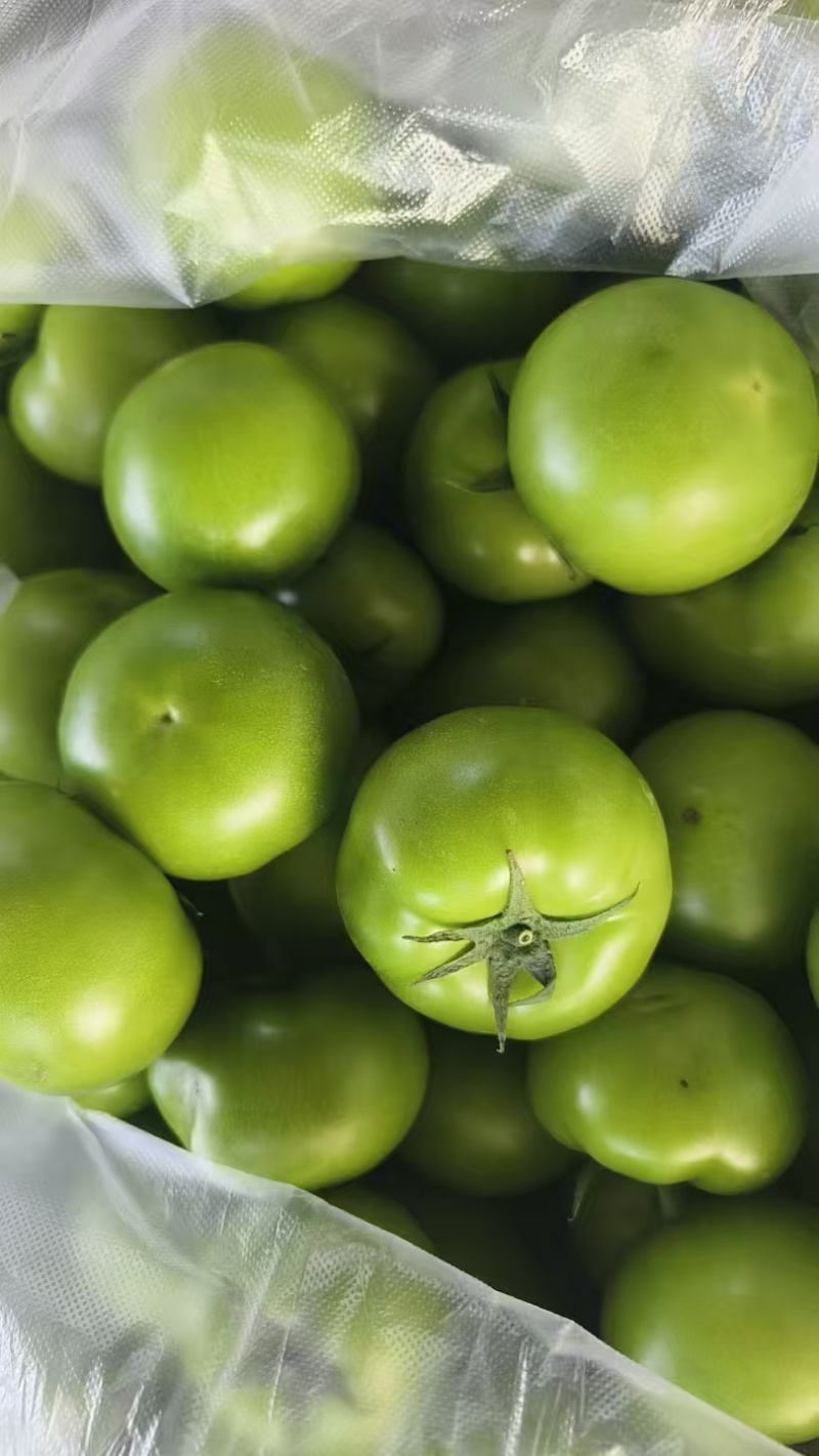 青番茄,绿柿子,绿宝石