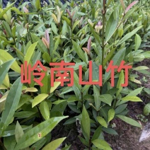 岭南山竹小杯苗