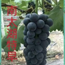南太湖特早熟葡萄树苗葡萄苗量大价优免费指导欢迎老板联系