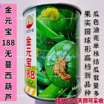 金元宝188高档无蔓圆球形西葫芦种子产量高皮色浅光亮圆葫