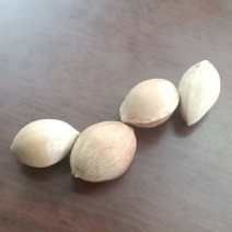 银杏白哥