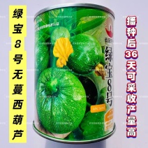 绿宝8号南瓜种籽高档无蔓西葫芦种子产量高瓜色浅绿光亮元宝