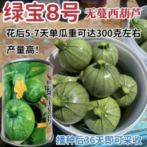 绿宝8号西葫芦种子圆宝小瓜种子早熟高产油亮圆球形西葫芦种