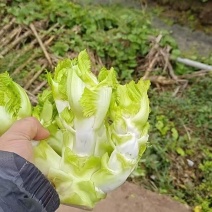 儿菜