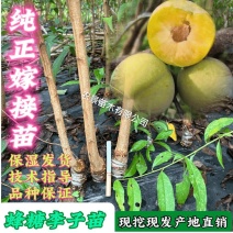[牛]正宗蜂糖李树苗六马蜂糖李嫁接苗脆甜空心脱骨离核