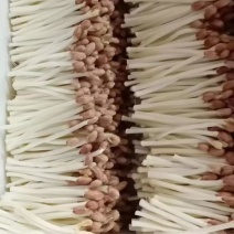 优质花生芽大量供应全国发货可视频看货欢迎来电采购
