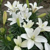 小花姐姐百合花既小蜜蜂🐝后的又一个小花无花粉优雅的小品种