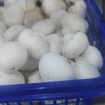 双胞菇