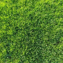 草皮
