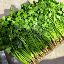 精品香菜铁杆青香菜产地一手货源量大价优欢迎随时电话洽谈