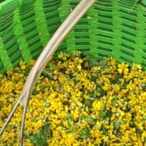 野菊花