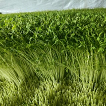 豌豆苗