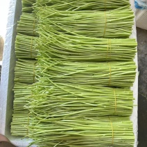 藜蒿