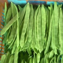山东精品扁青芸豆大量供应产地直发品质保证量大价优全国发货