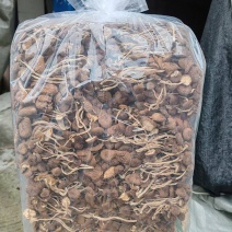 茶树菇大量上市，产地直发，品质保证，服务周到，诚信经营