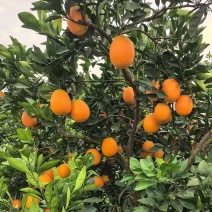 湖北橙子