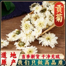 黄山贡菊白菊花干药材七月菊干净无杂质批发零售