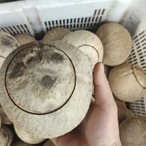 椰子