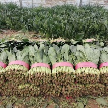 精品大叶菠菜基地直发对接全国诚信经营欢迎咨询