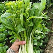田菜花苔