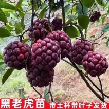 正宗黑老虎树苗大果耐寒又大又甜南北方可种四季结果