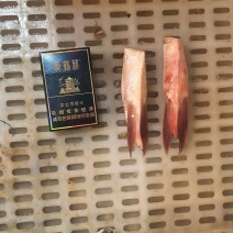 白鲢鱼腩