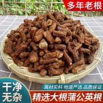 蒲公英根长白山野生蒲公英根茶无硫***批发零售