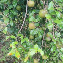 油茶果