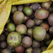 山油茶