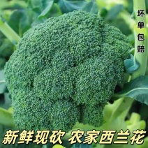 台绿三号西兰花产地看货论价保质保量欢迎订购