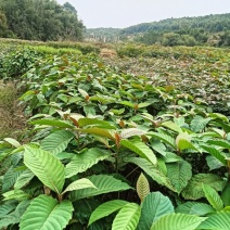 喜树裸根苗