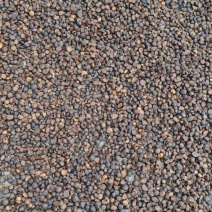 山茶果