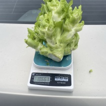 高海拔儿菜