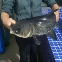 江苏花白鲢鱼，配送无锡，江阴市区品质保证诚信经营