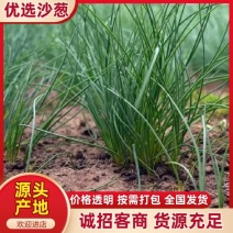 《沙葱》甘肃基地直发对接全国量大从优售后无忧