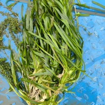 苦草