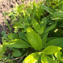 金鸡毛草