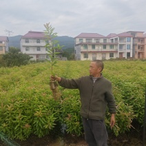 木荷杯苗，自己苗圃，基地直批，支持视频验苗