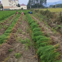 湿地松苗批发，100多万苗，自家苗圃直批湿地松苗